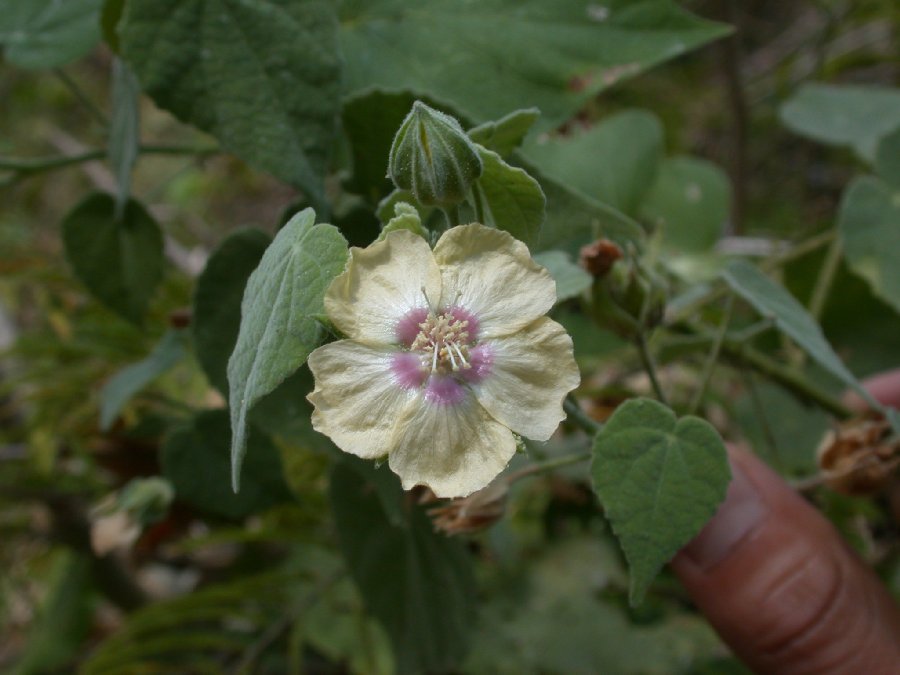 Malvaceae Pavonia 