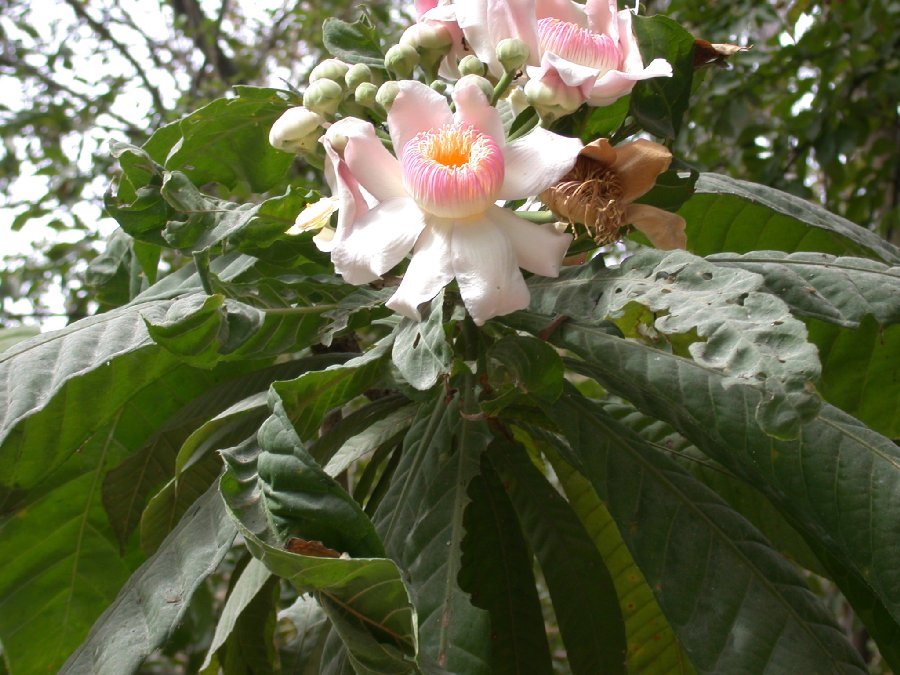 Lecythidaceae Gustavia angustifolia