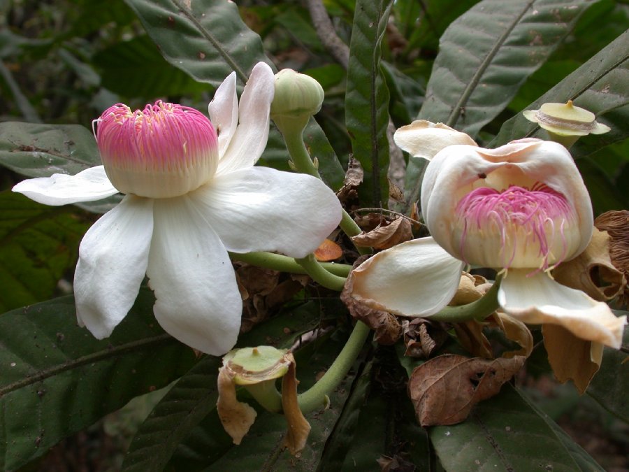 Lecythidaceae Gustavia angustifolia