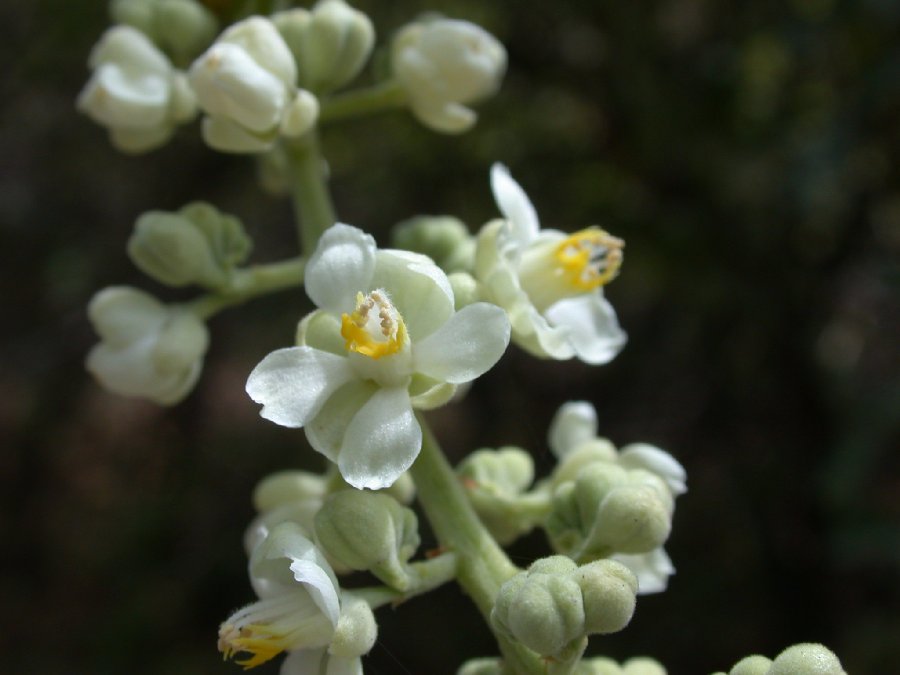 Sapindaceae Serjania 
