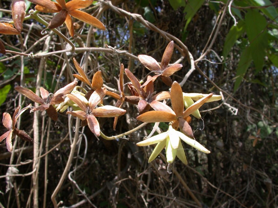 Convolvulaceae Ipomoea 
