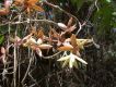 image of Ipomoea 