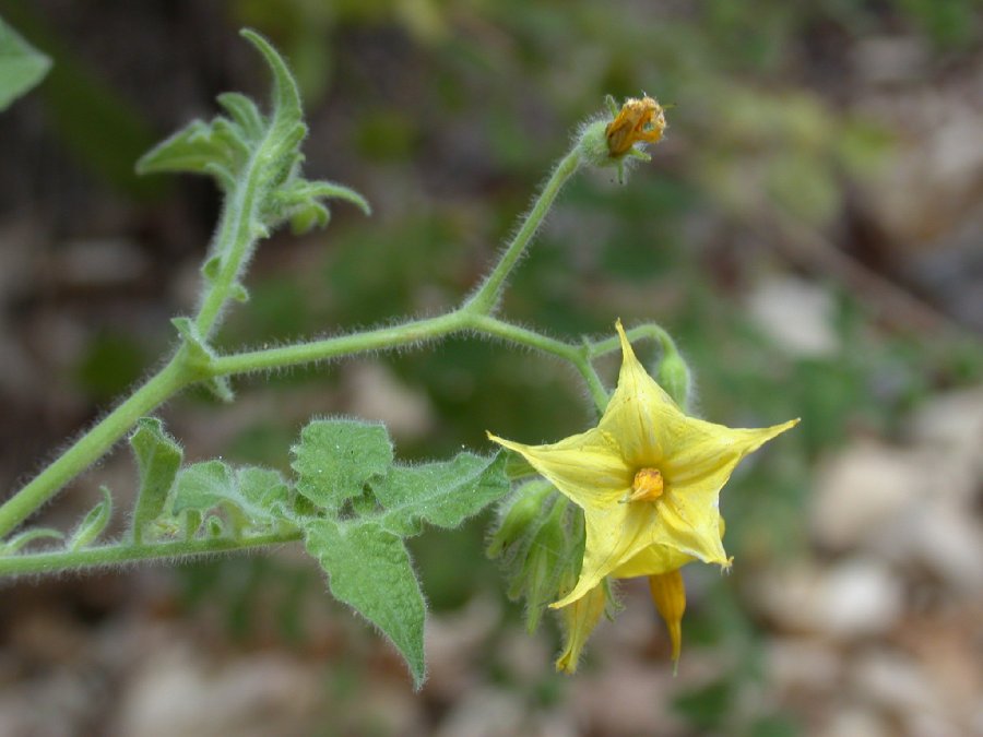 Solanaceae Solanum 