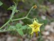 image of Solanum 