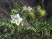 image of Solanum 