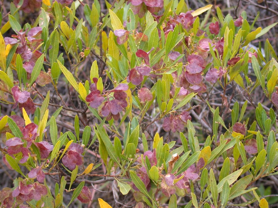 Sapindaceae Dodonaea 