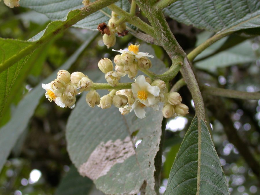Actinidiaceae Saurauia 