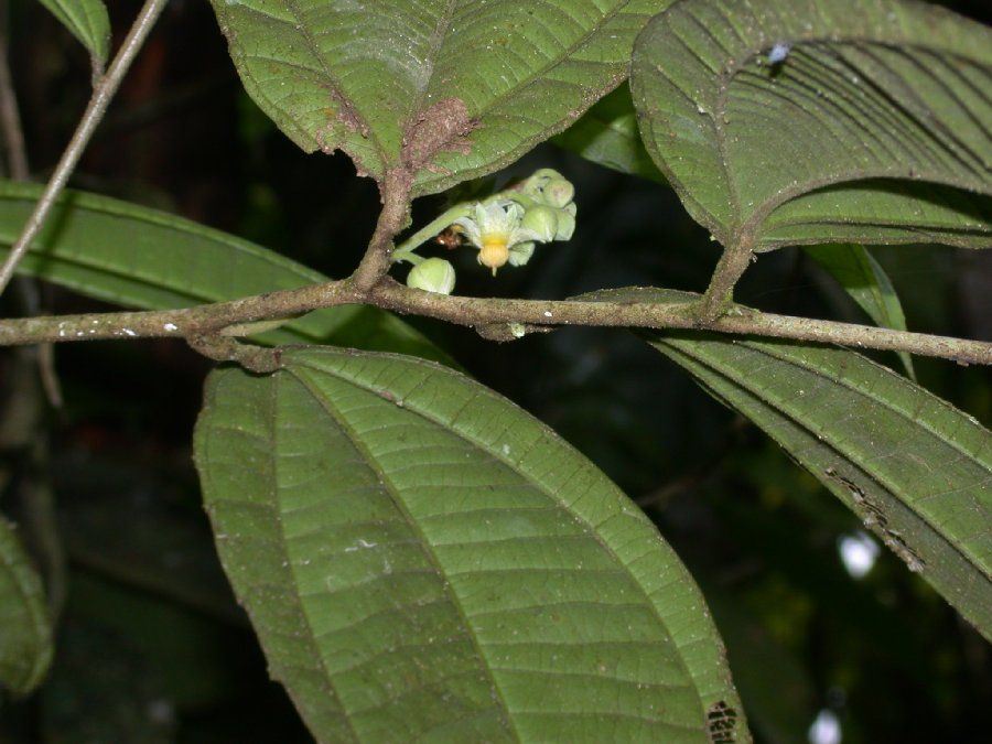 Salicaceae Neosprucea sucumbiensis
