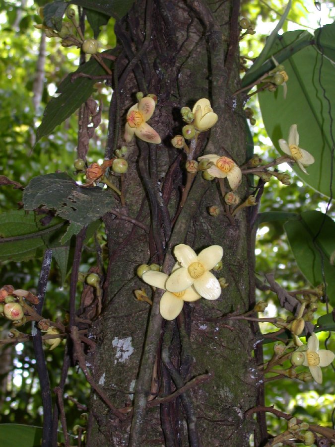 Lecythidaceae Grias 