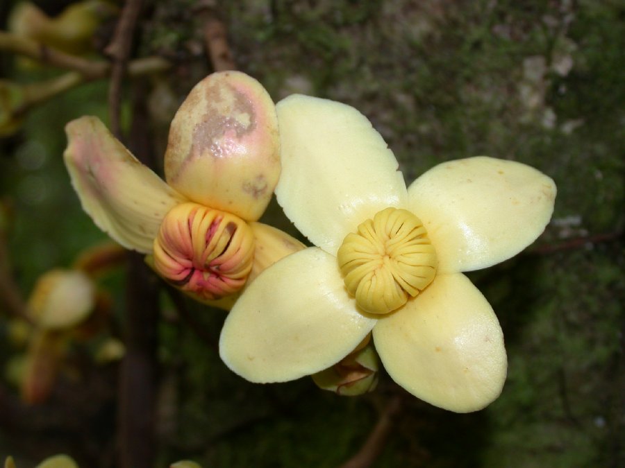 Lecythidaceae Grias 
