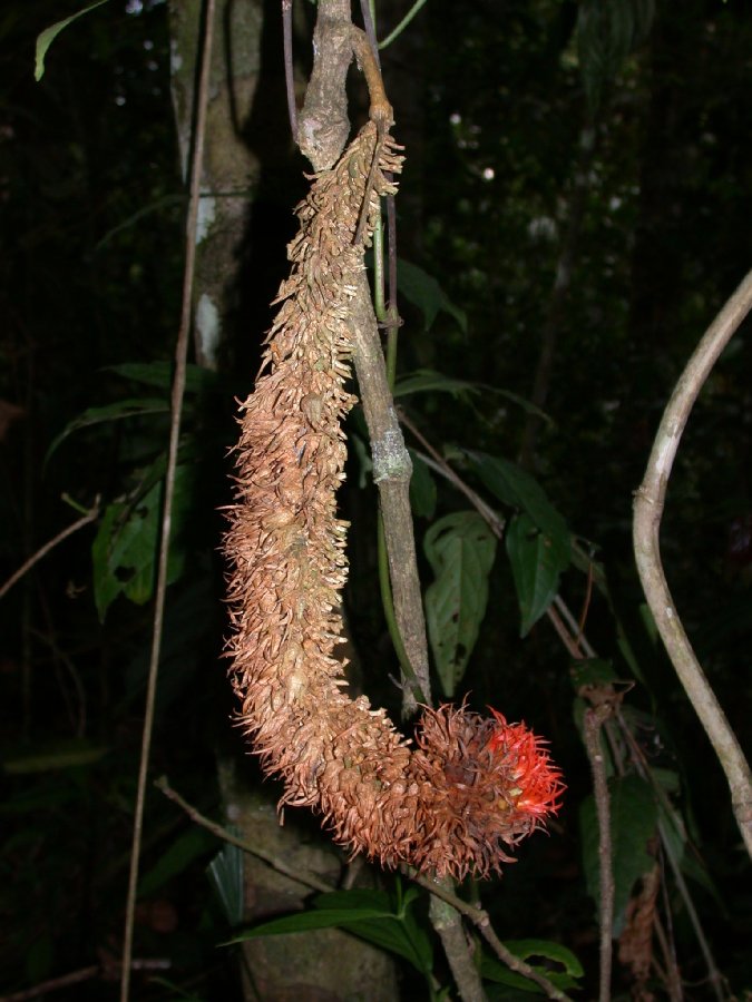 Cucurbitaceae Gurania rhizantha