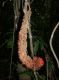 image of Gurania rhizantha