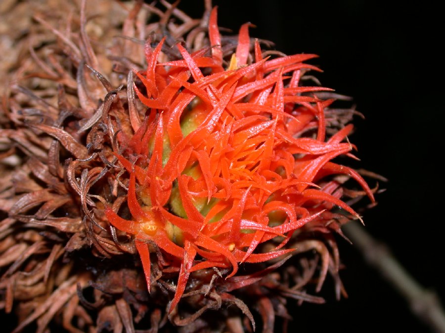 Cucurbitaceae Gurania rhizantha