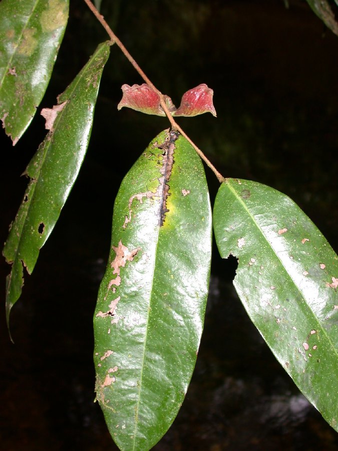 Annonaceae  