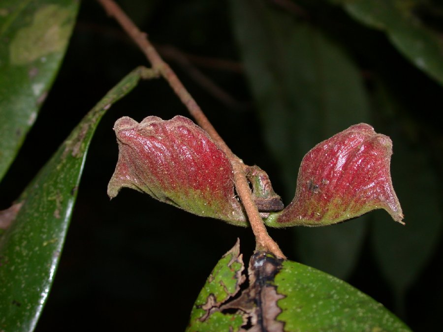 Annonaceae  
