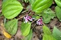 image of Miconia procumbens