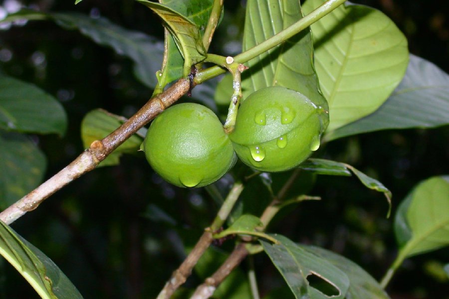 Apocynaceae Tabernaemontana 