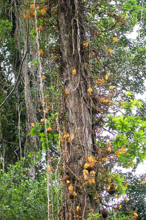 Lecythidaceae Couroupita guianensis