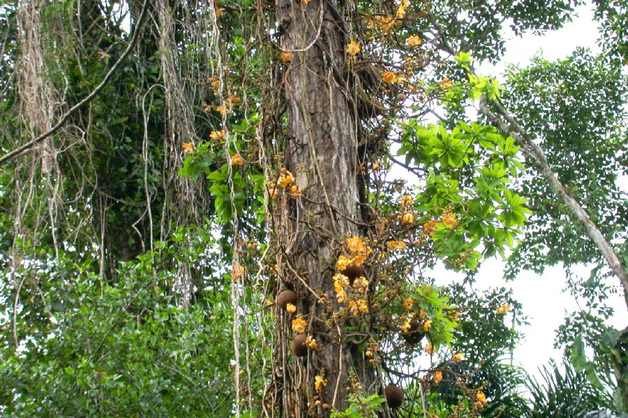 Lecythidaceae Couroupita guianensis