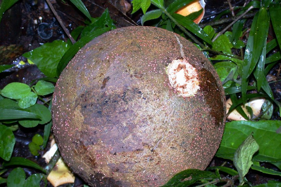 Lecythidaceae Couroupita guianensis