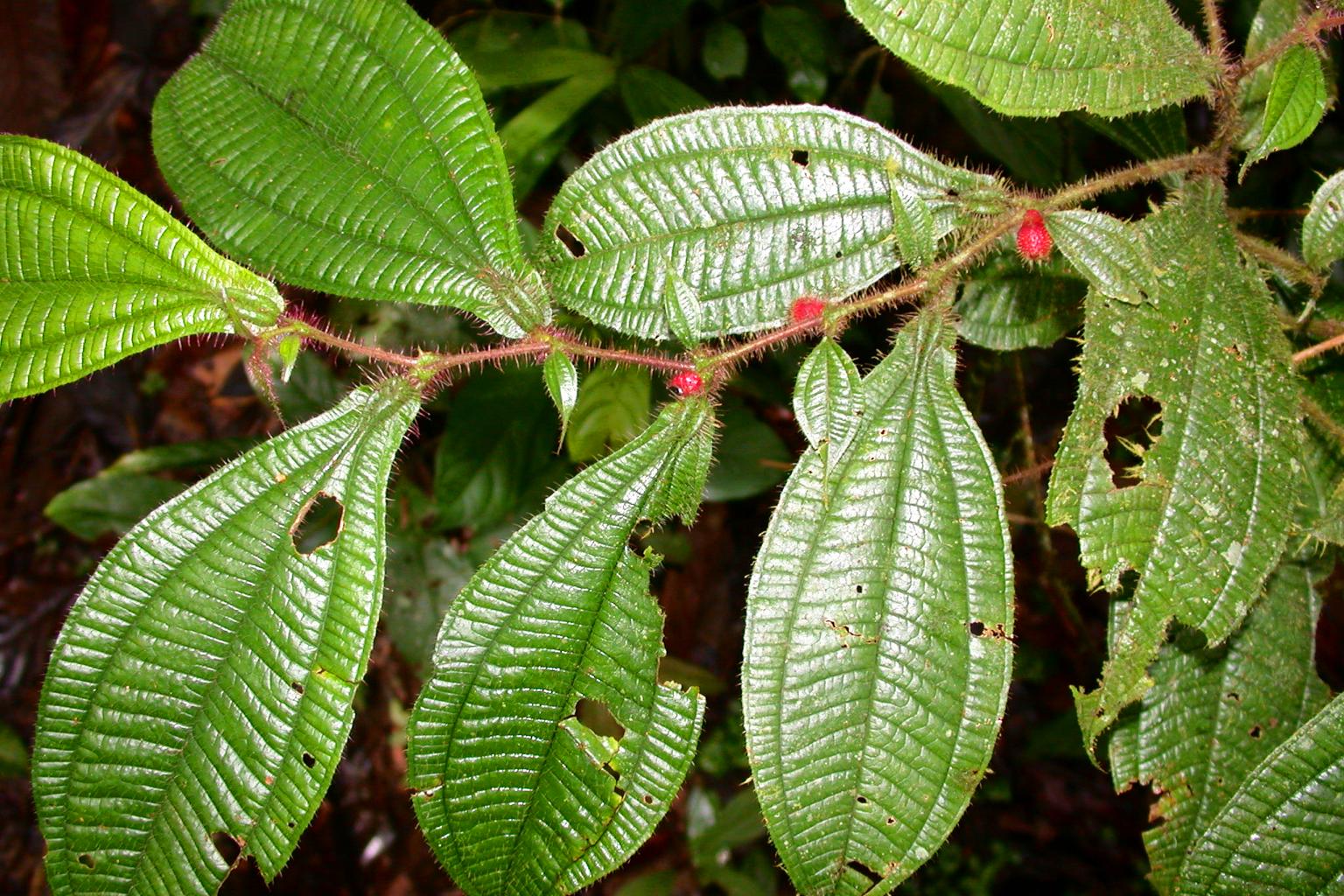 Melastomataceae Maieta guianensis