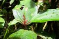 image of Miconia paleacea