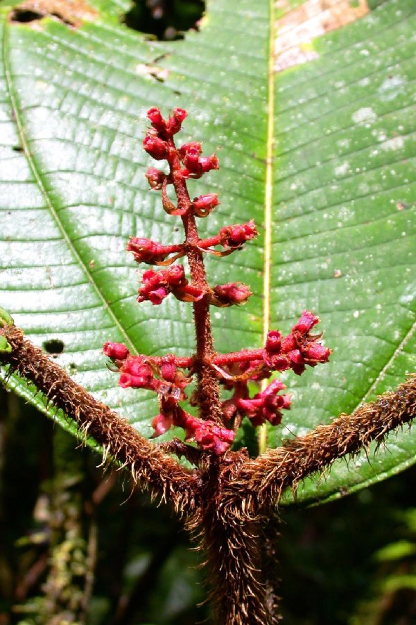 Melastomataceae Miconia paleacea