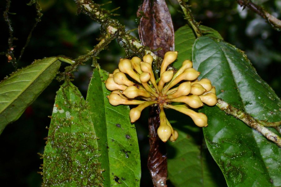 Annonaceae  