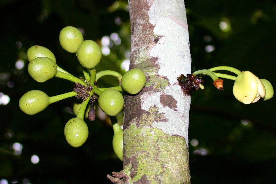 Annonaceae  