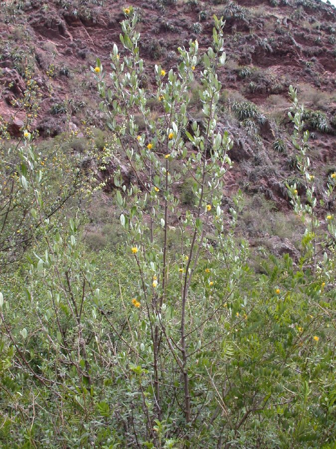 Salicaceae Pineda incana