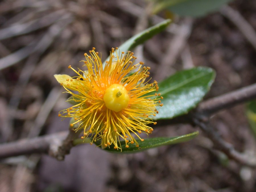 Salicaceae Pineda incana