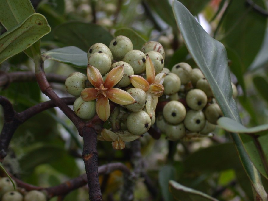 Clusiaceae Clusia 