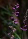 image of Polygala 