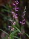 image of Polygala 
