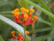 image of Asclepias curassavica
