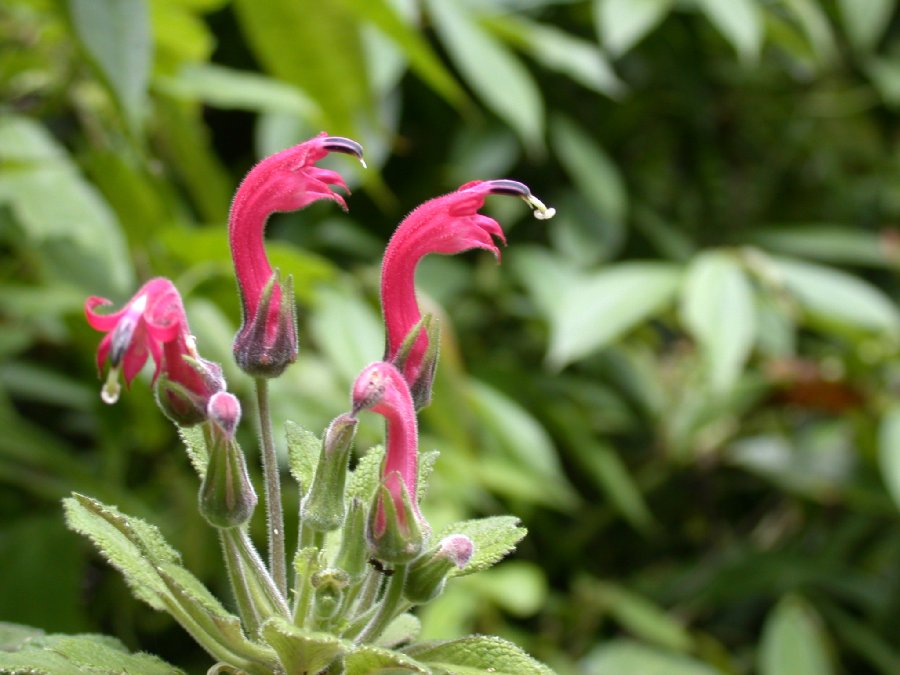 Campanulaceae  