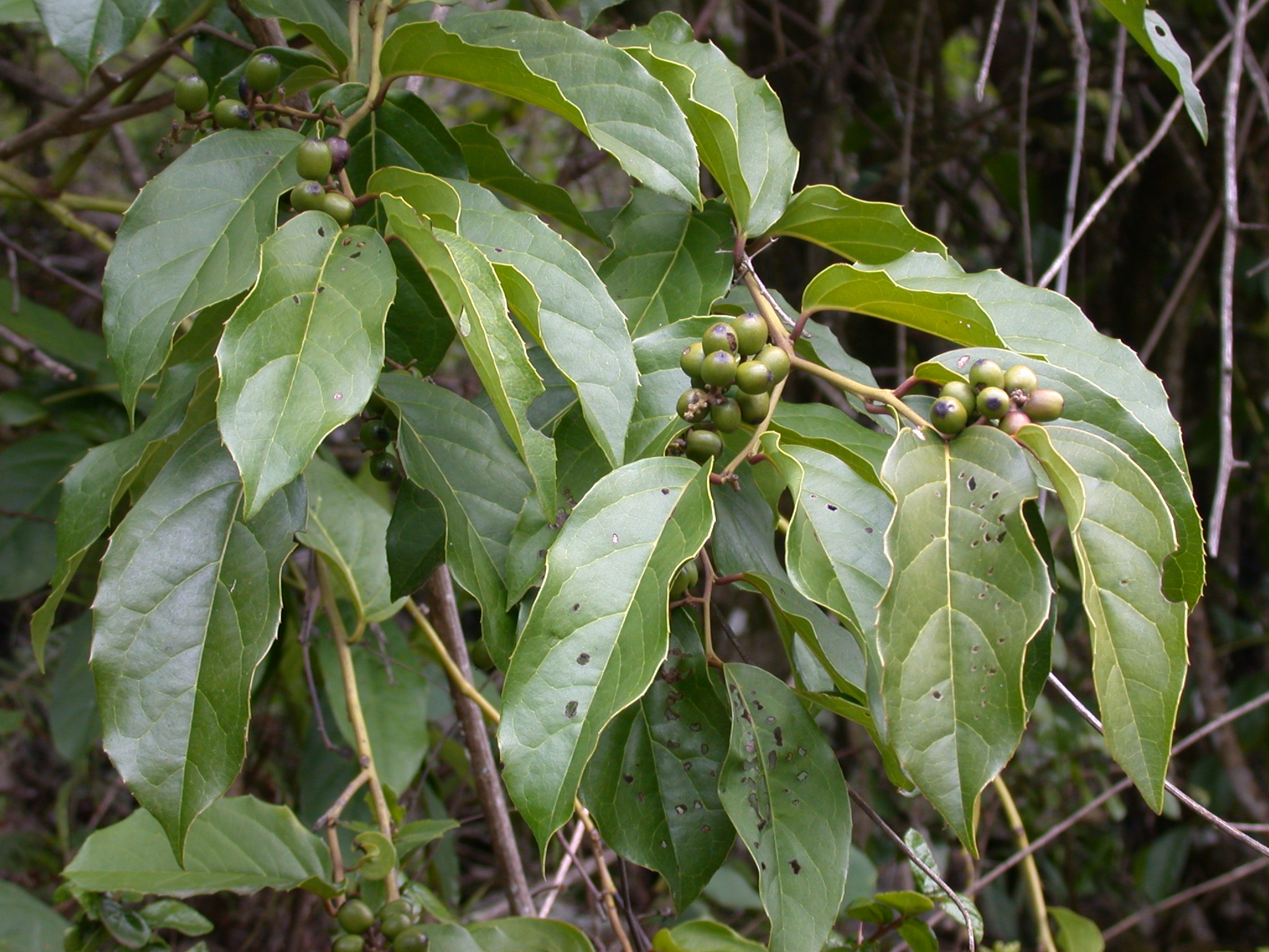 Icacinaceae Citronella 