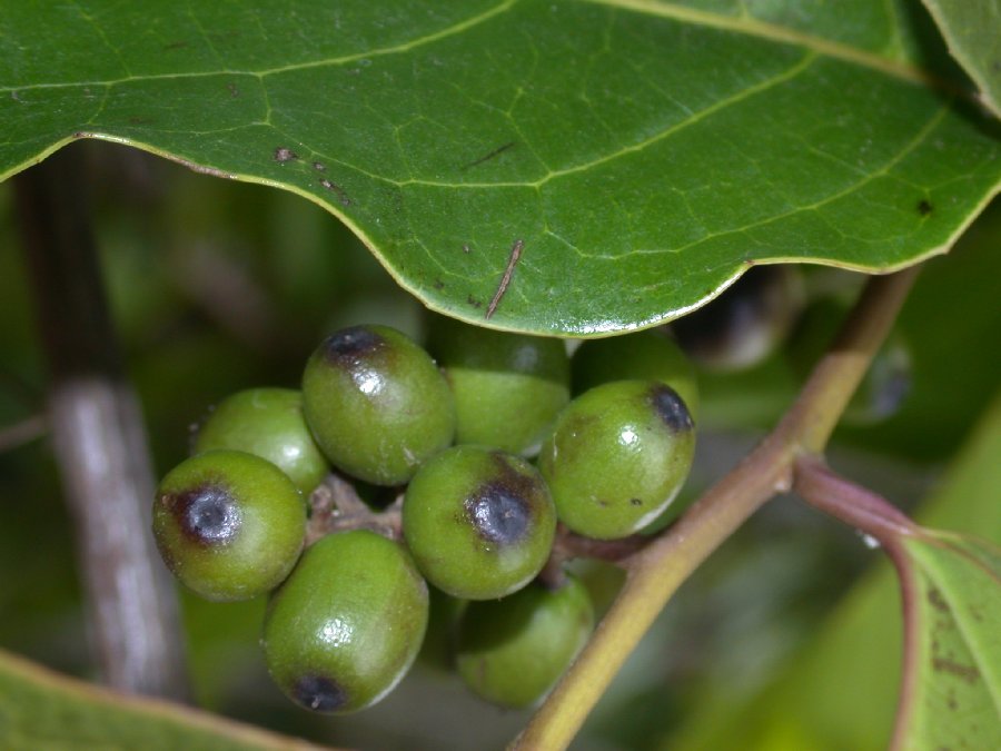 Icacinaceae Citronella 
