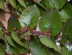 image of Xylosma cordata
