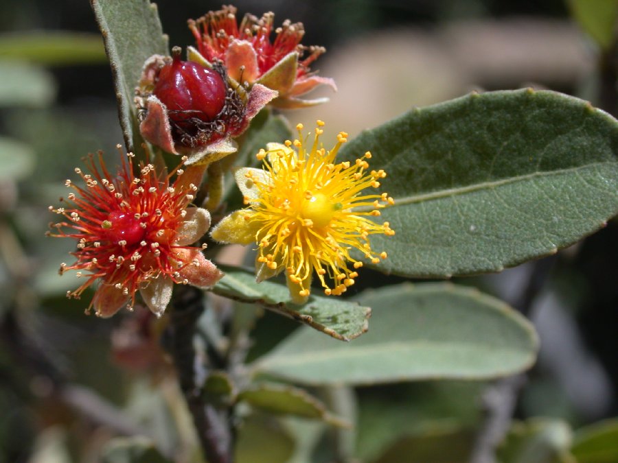 Salicaceae Pineda incana