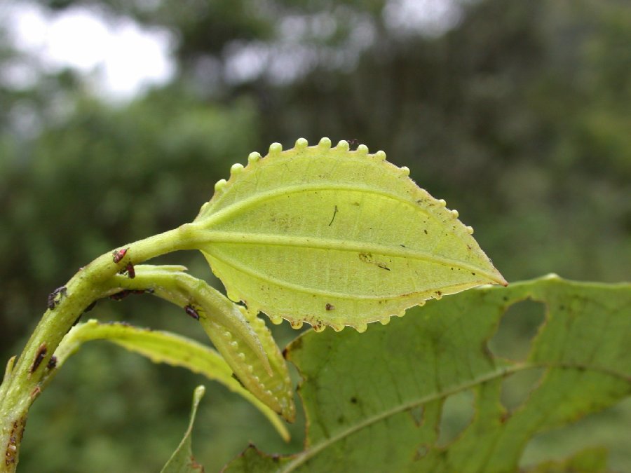 Salicaceae Neosprucea montana