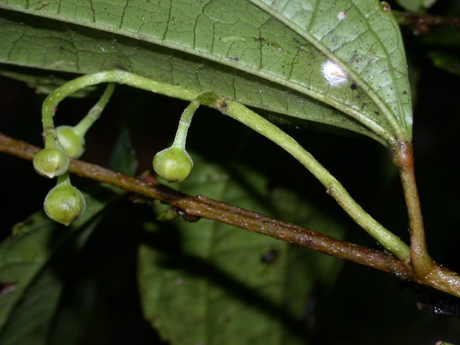Salicaceae Neosprucea montana
