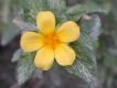 image of Turnera 