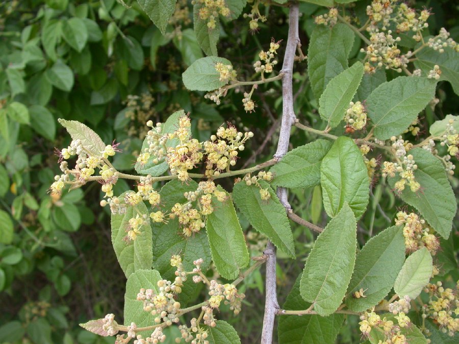 Byttneriaceae Guazuma 