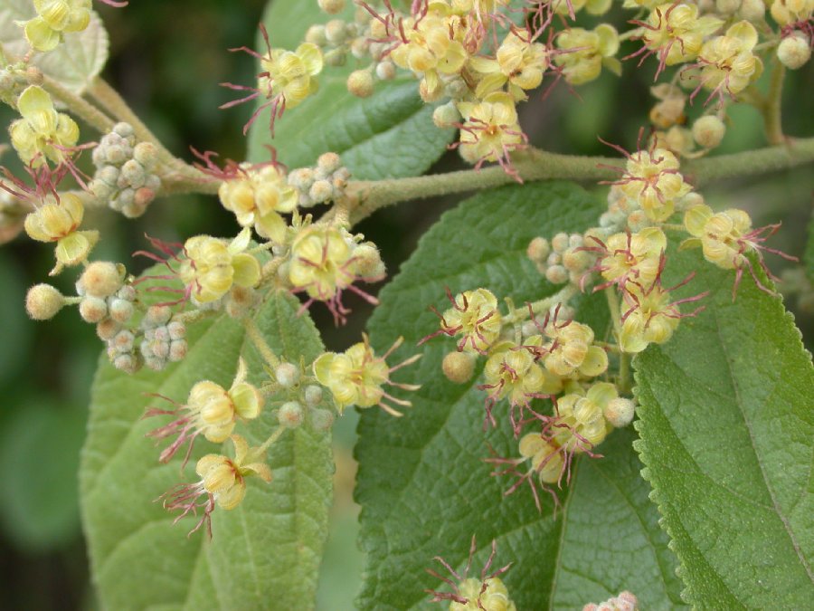 Byttneriaceae Guazuma 