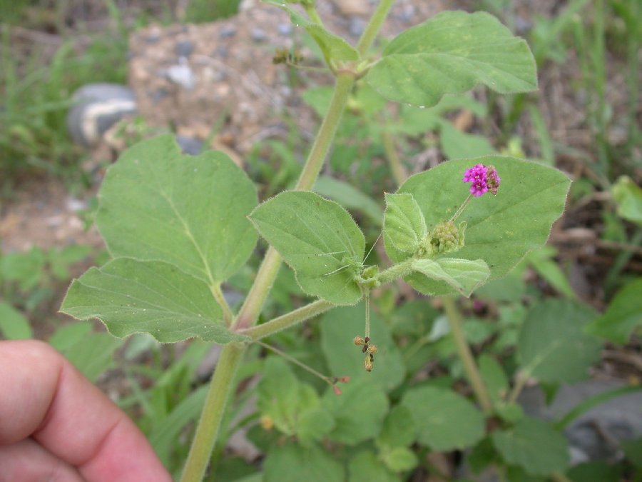 Nyctaginaceae Boerhavia 