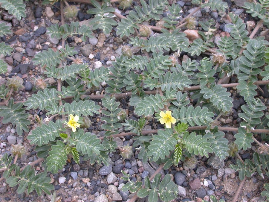 Zygophyllaceae Tribulus 