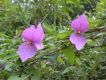 image of Dalechampia 