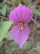 image of Dalechampia 