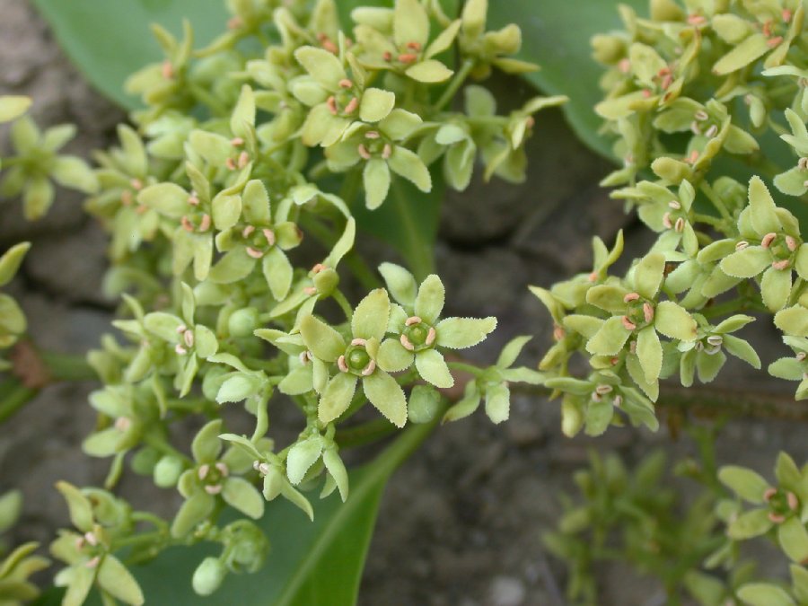 Celastraceae  